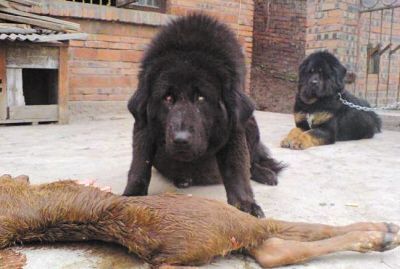 藏獒为什么经常咬死人呢?