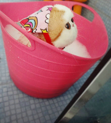 走红加菲猫大饼脸水滴眼萌倒粉丝(图) - 宠物乐