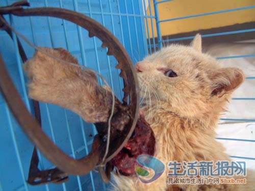 昆明再现虐猫事件 小猫前爪被夹断腐烂生蛆(图)