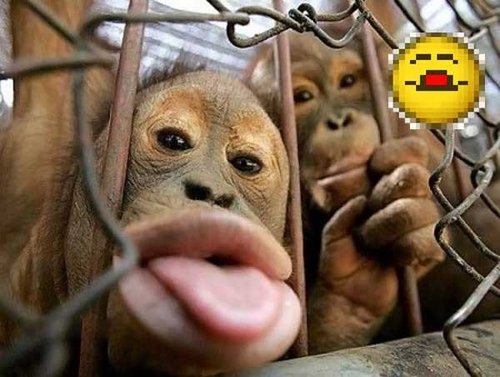 宠物与搞笑表情