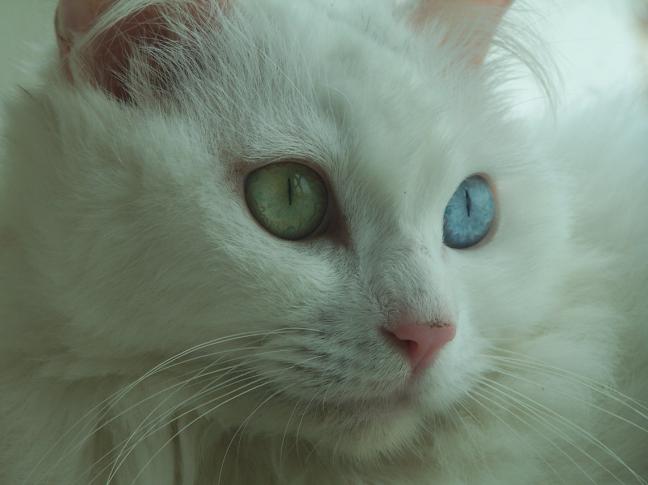 鿴ͼƬ