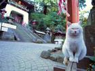 鿴ͼƬ