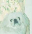 鿴ͼƬ