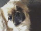 鿴ͼƬ