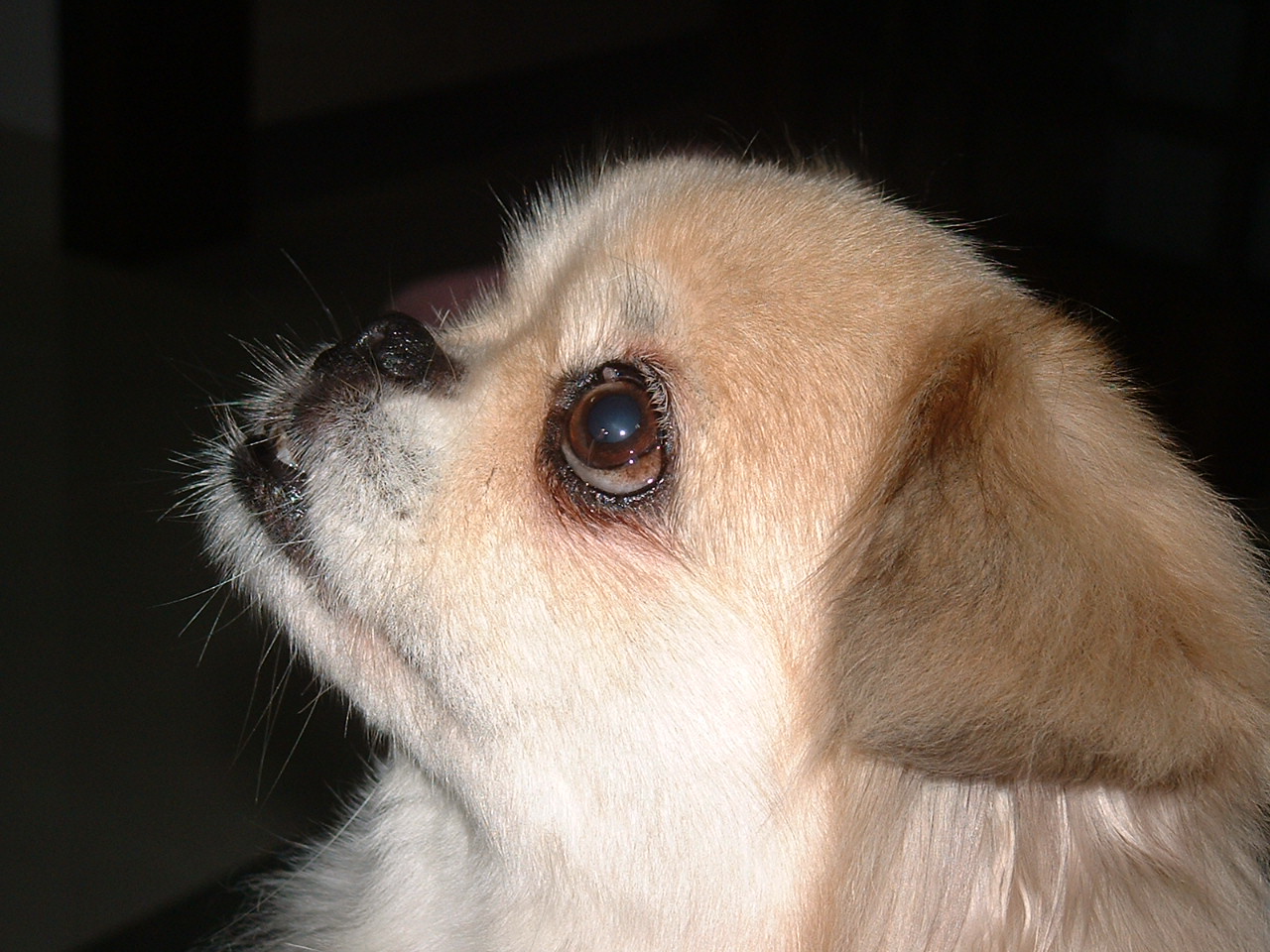 鿴ͼƬ