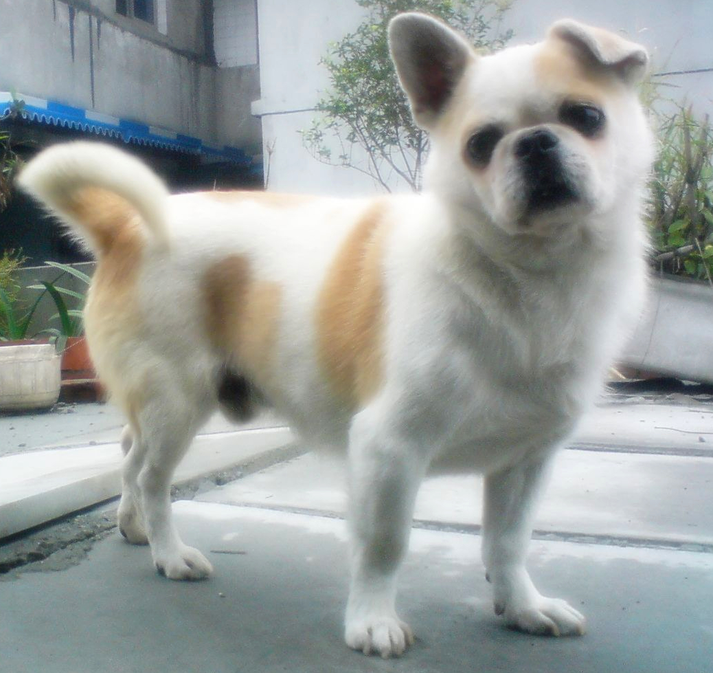 鿴ͼƬ