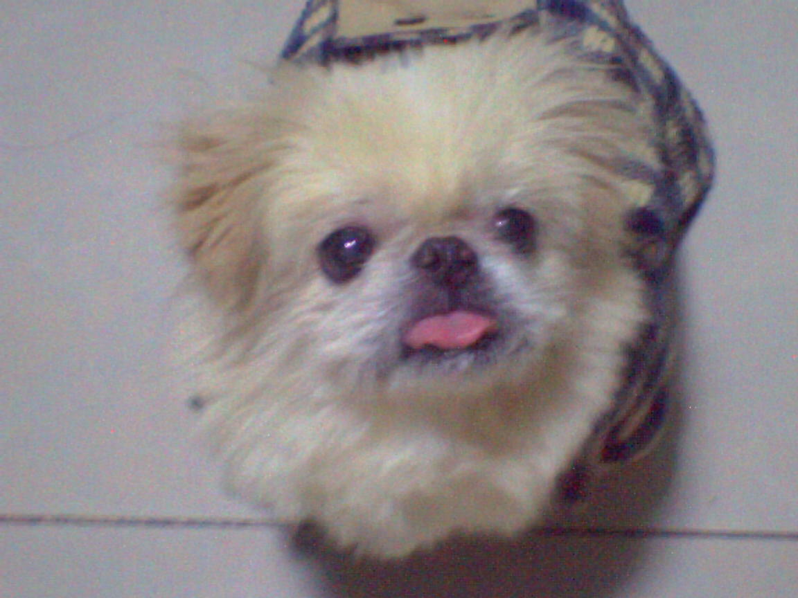 鿴ͼƬ