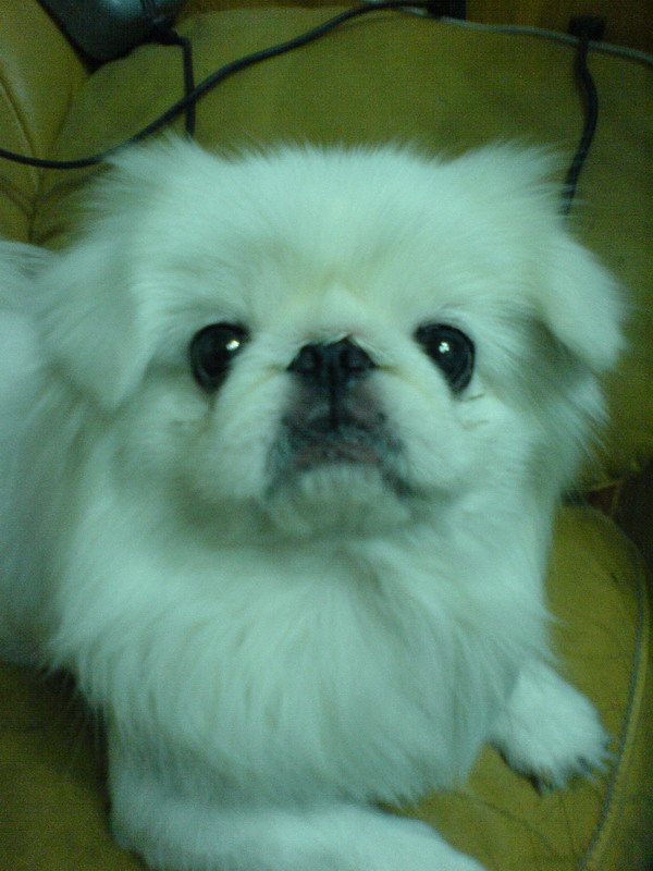 鿴ͼƬ