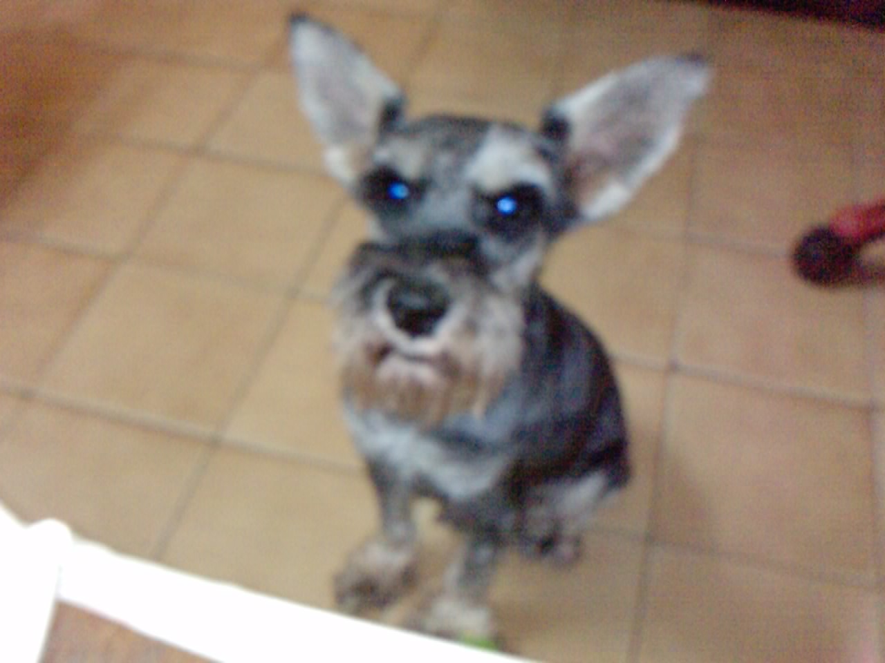 鿴ͼƬ