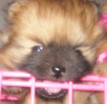 鿴ͼƬ