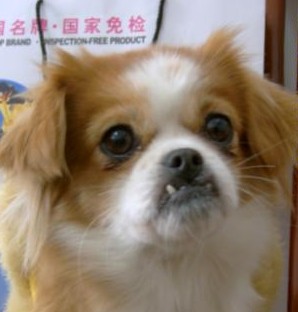 鿴ͼƬ