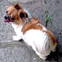 鿴ͼƬ