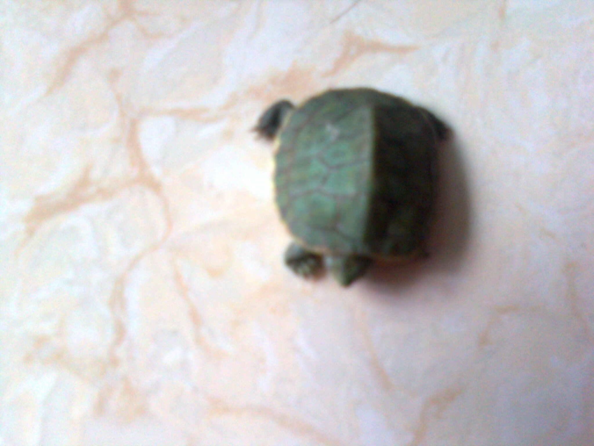 鿴ͼƬ