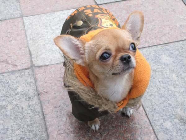 鿴ͼƬ