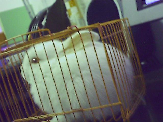 鿴ͼƬ