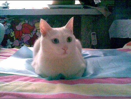鿴ͼƬ