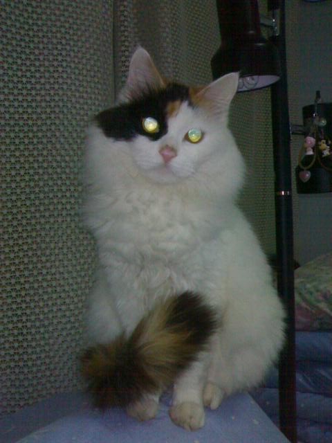 鿴ͼƬ