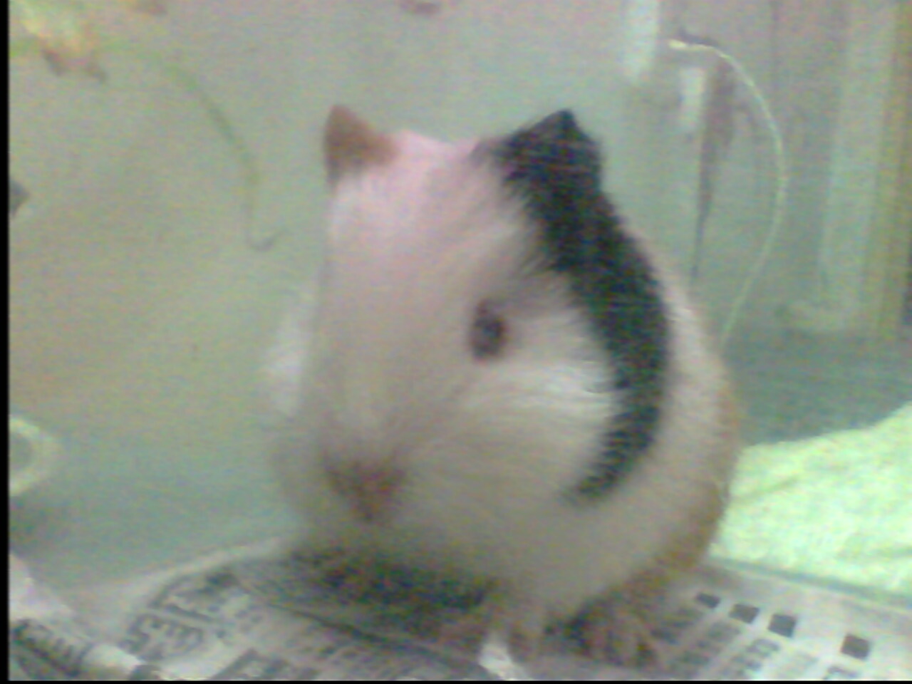 鿴ͼƬ