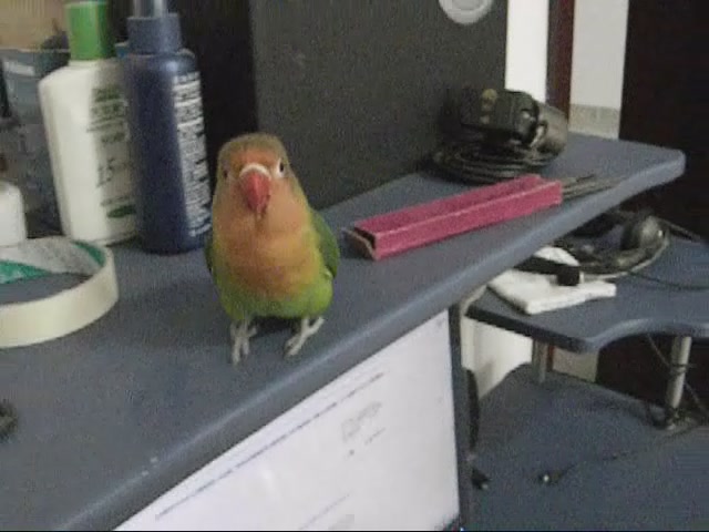 鿴ͼƬ