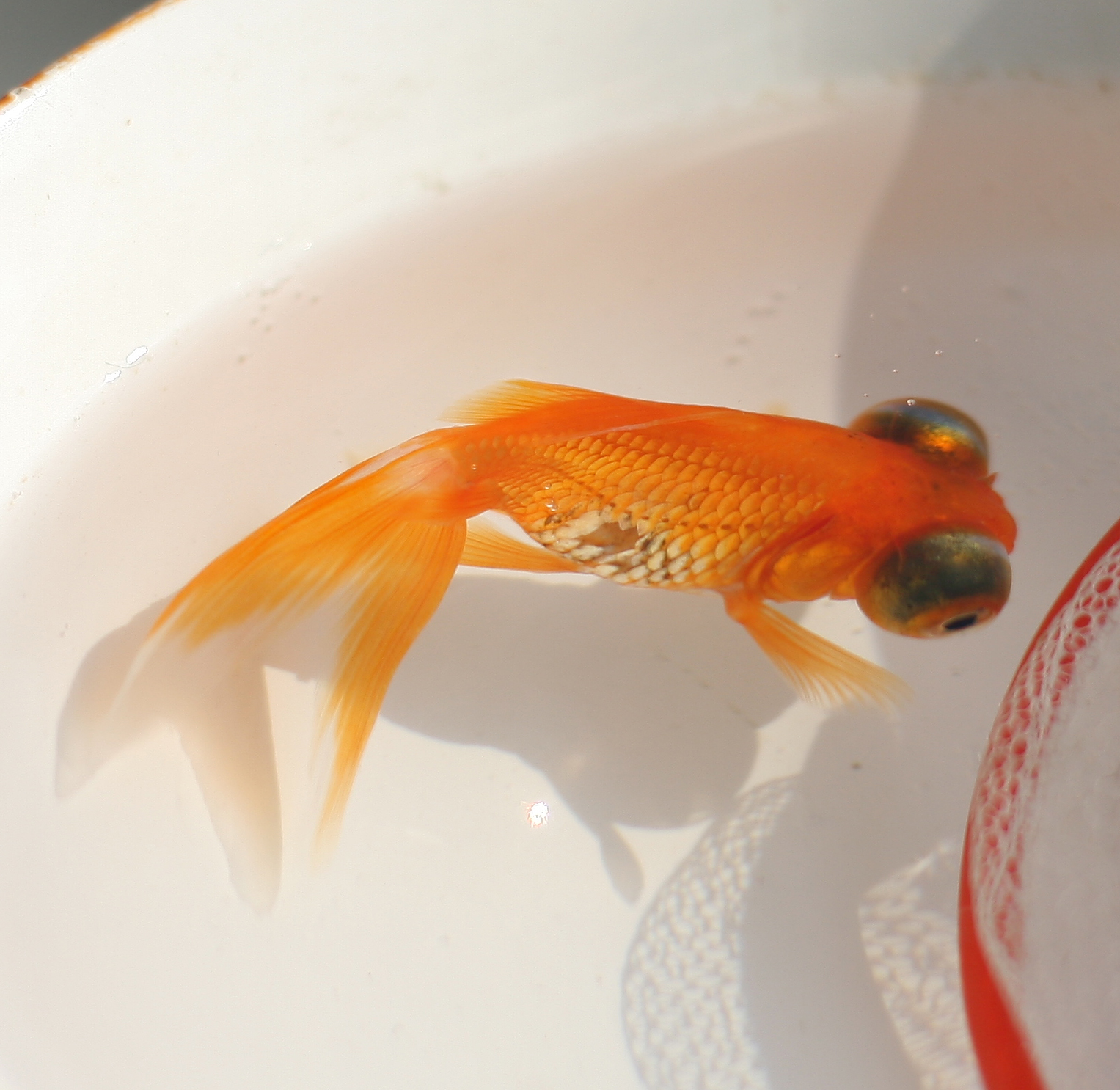 鿴ͼƬ