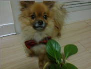 鿴ͼƬ