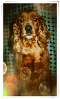 鿴ͼƬ