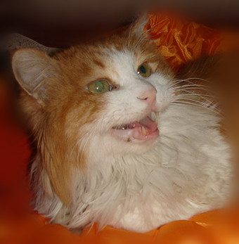 鿴ͼƬ