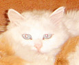 鿴ͼƬ