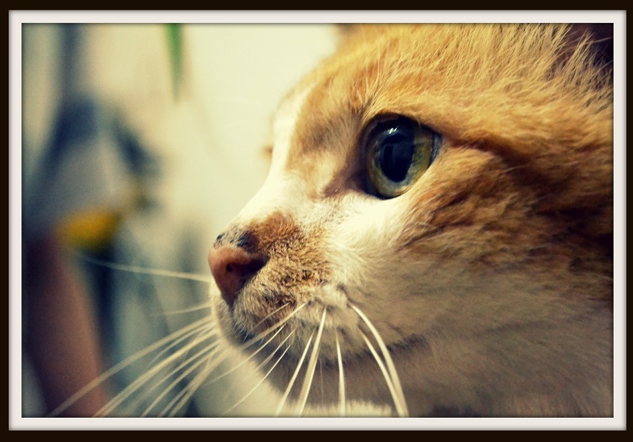鿴ͼƬ