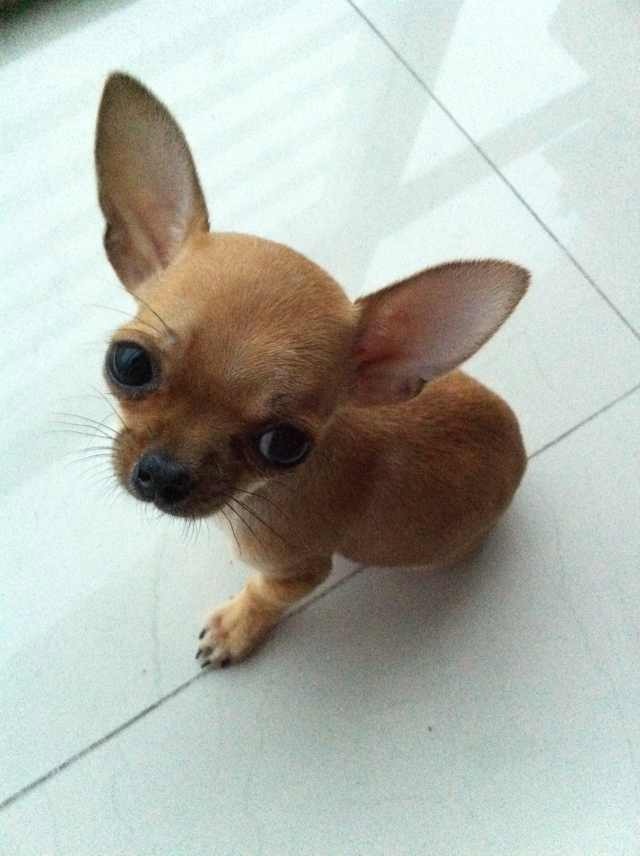 鿴ͼƬ