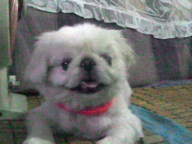 鿴ͼƬ