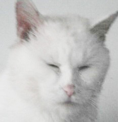 鿴ͼƬ