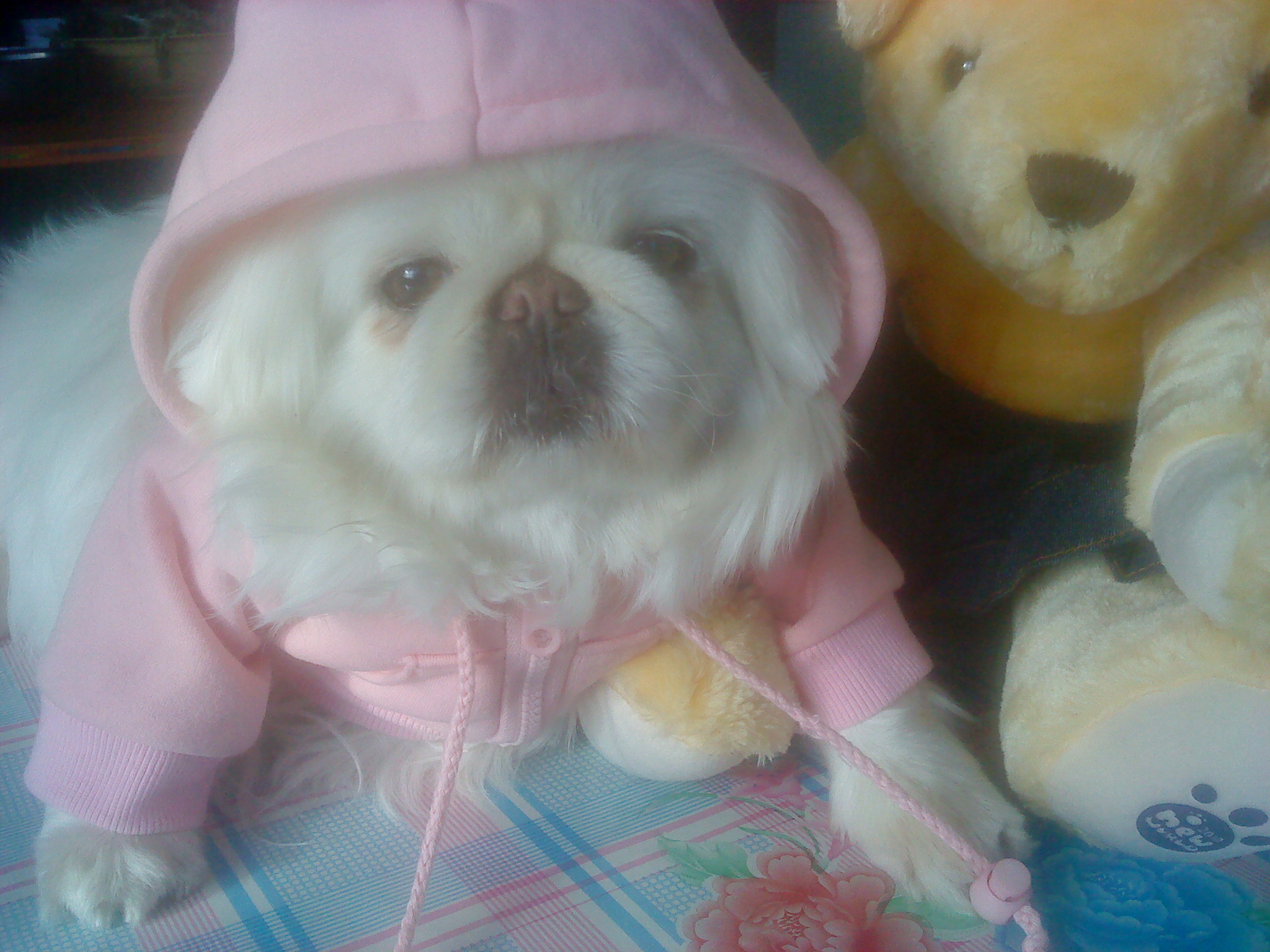 鿴ͼƬ