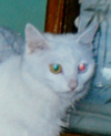 鿴ͼƬ