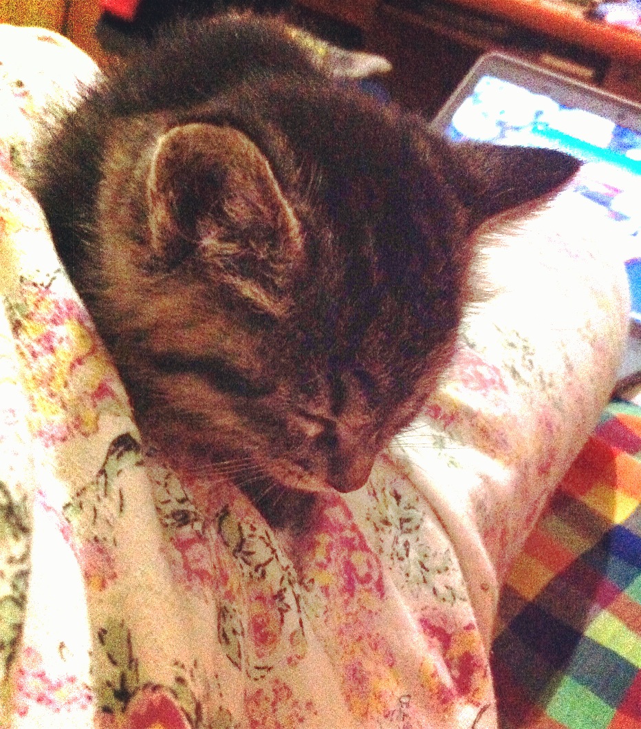 鿴ͼƬ