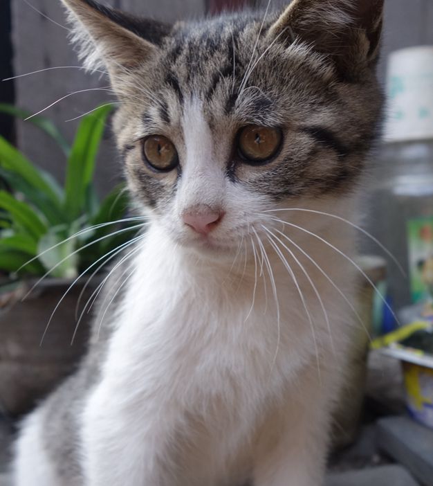 鿴ͼƬ