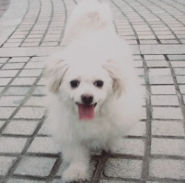 鿴ͼƬ