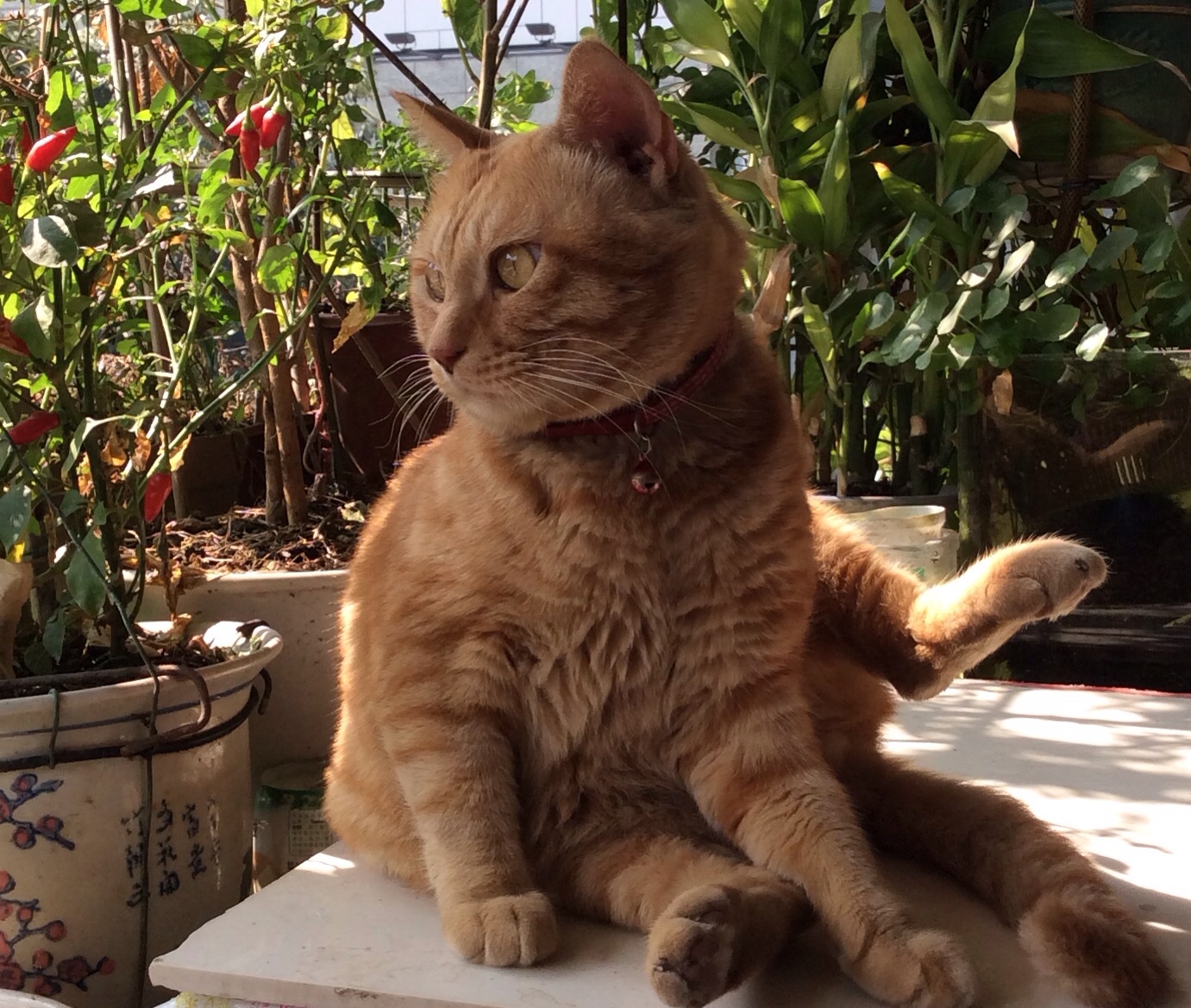 鿴ͼƬ