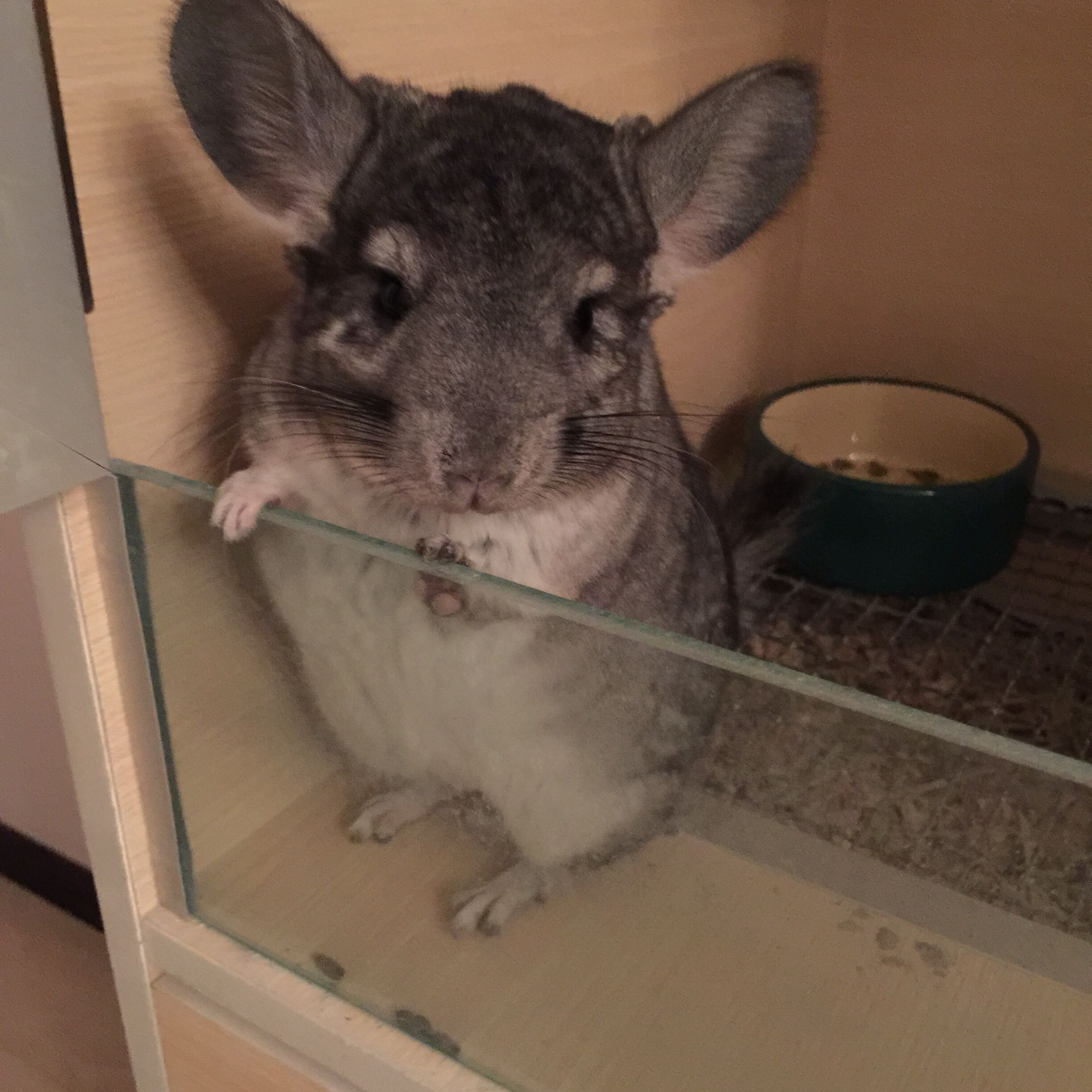 鿴ͼƬ