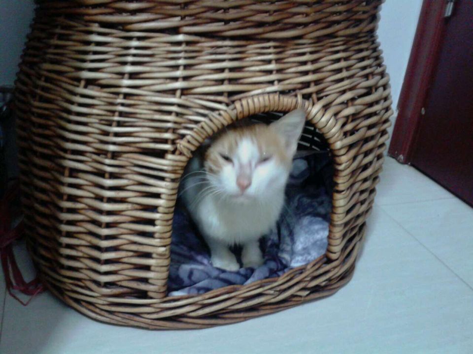 鿴ͼƬ