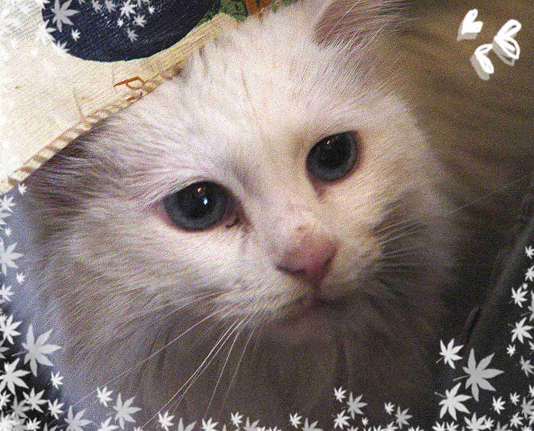 鿴ͼƬ
