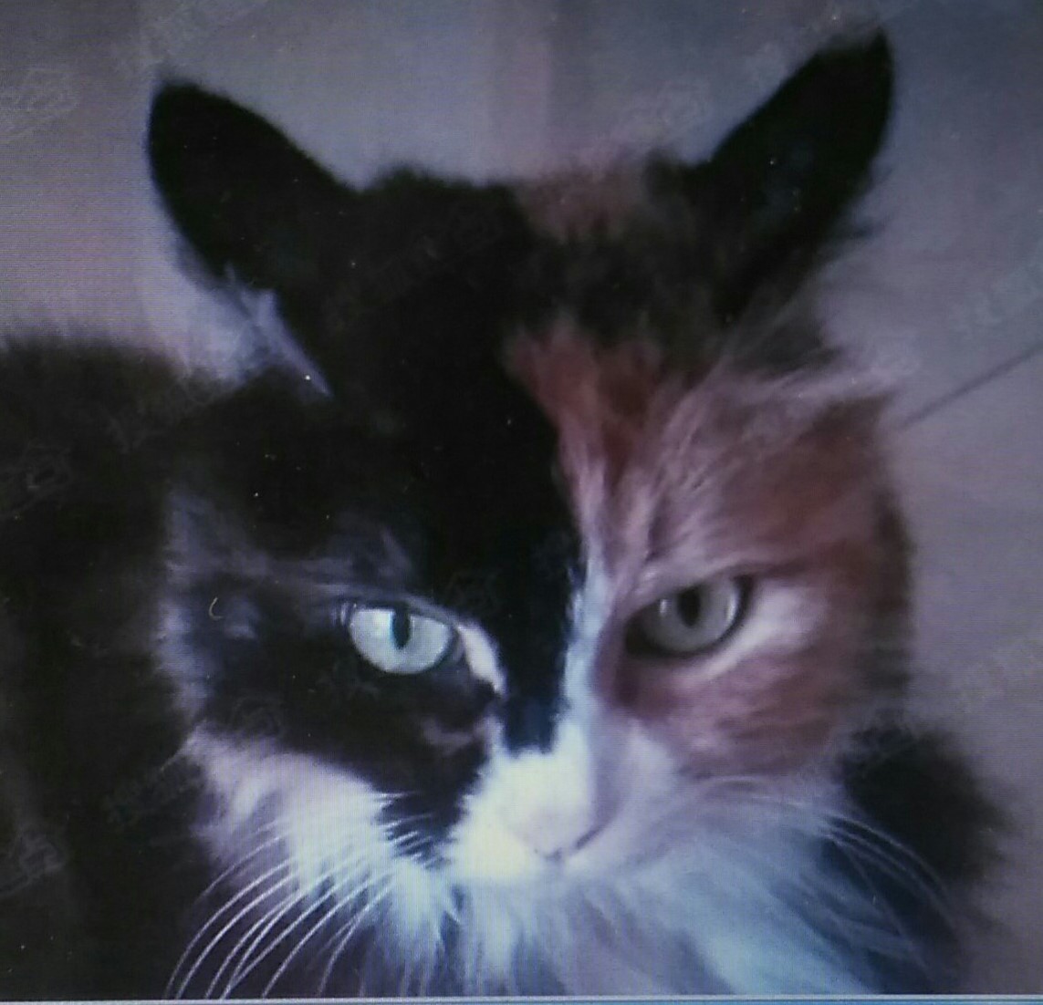 鿴ͼƬ