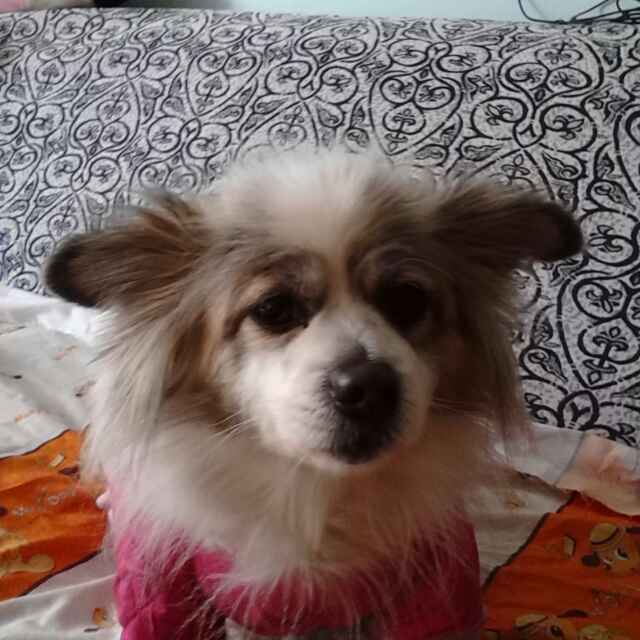 鿴ͼƬ