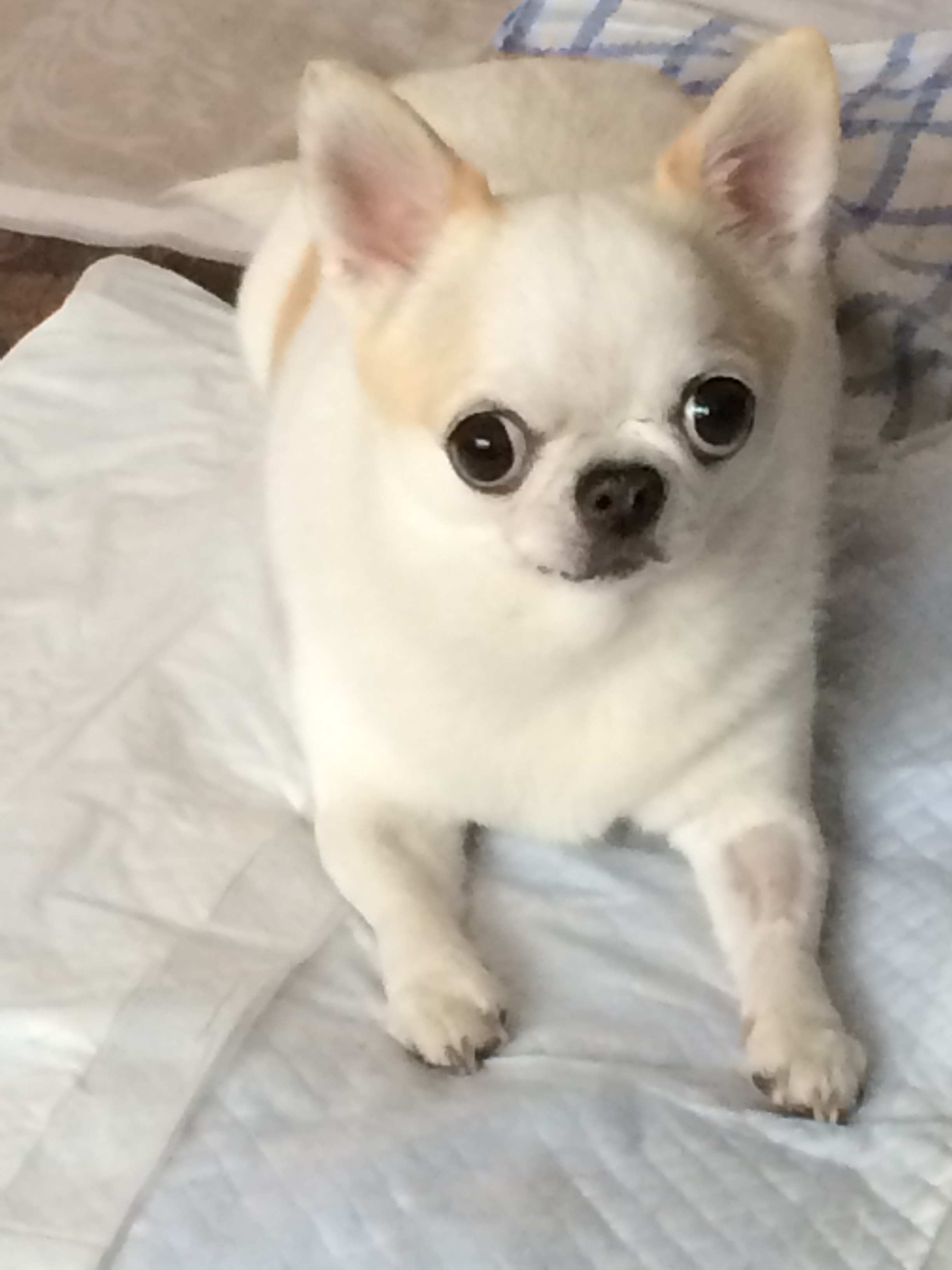 鿴ͼƬ