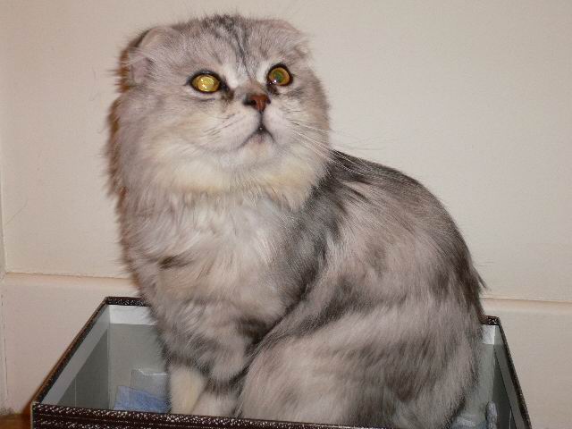 鿴ͼƬ