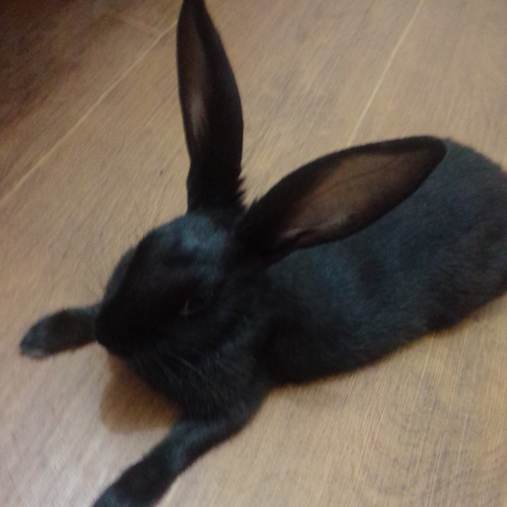 鿴ͼƬ