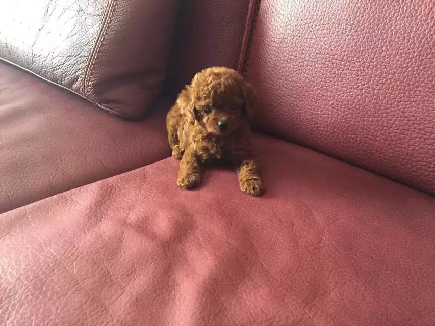 鿴ͼƬ