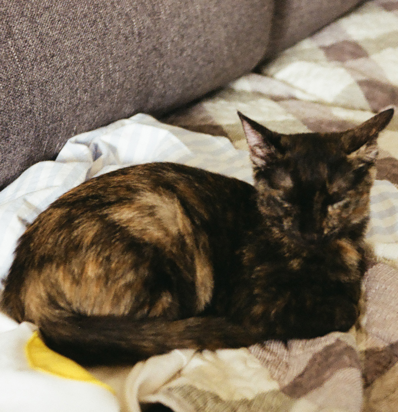 鿴ͼƬ