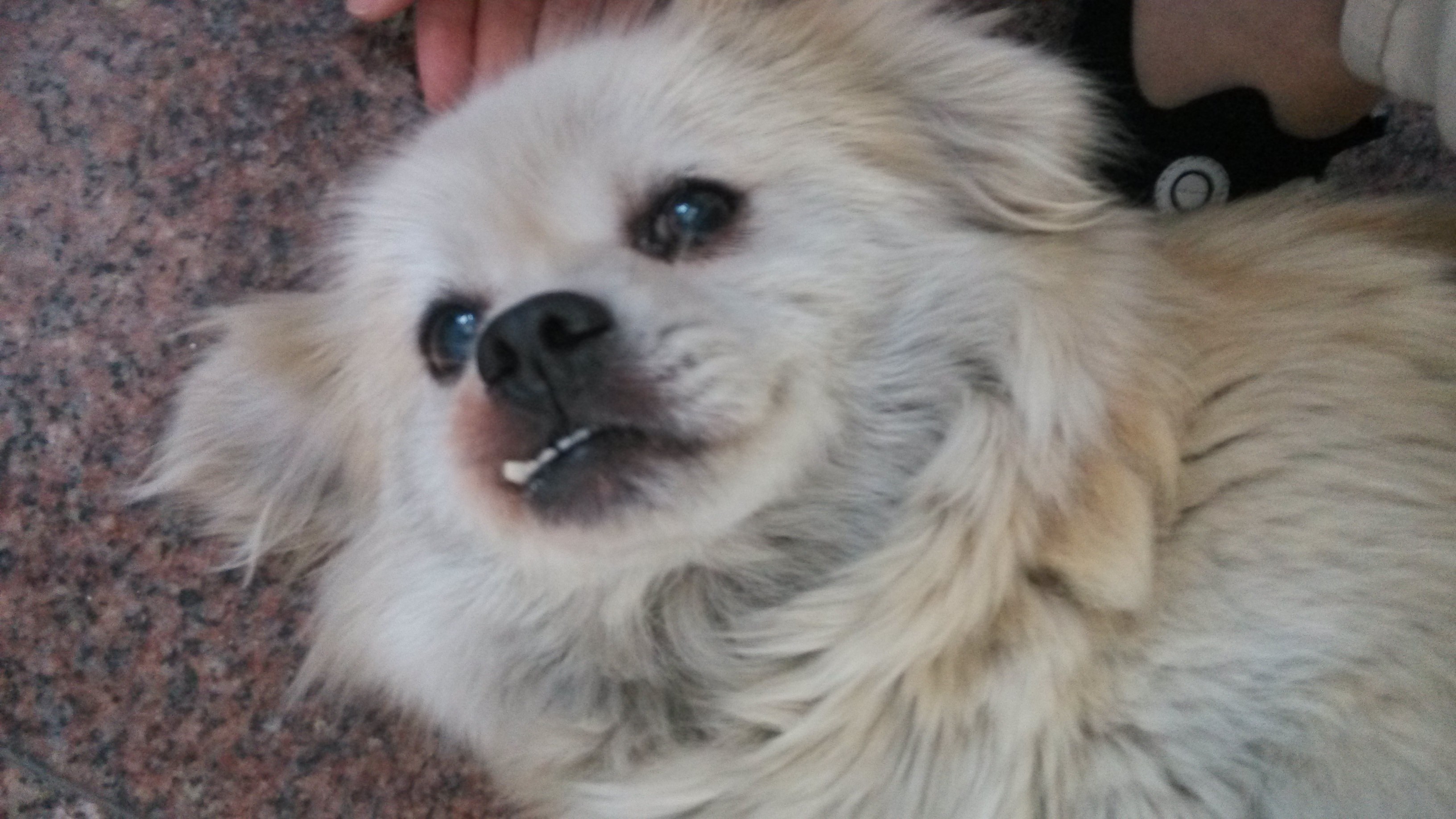 鿴ͼƬ
