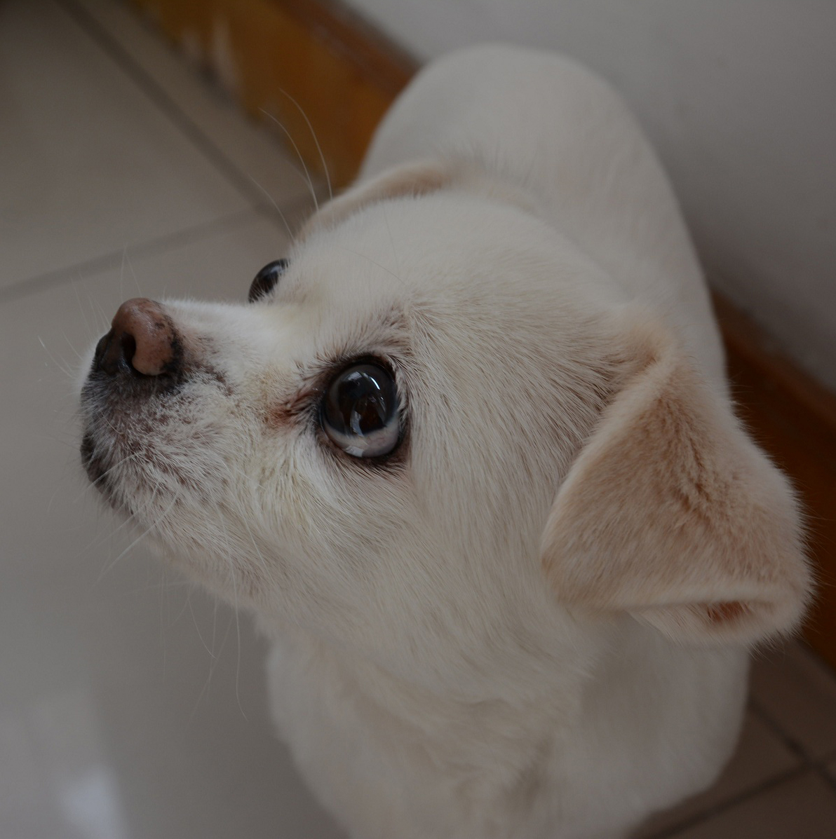 鿴ͼƬ